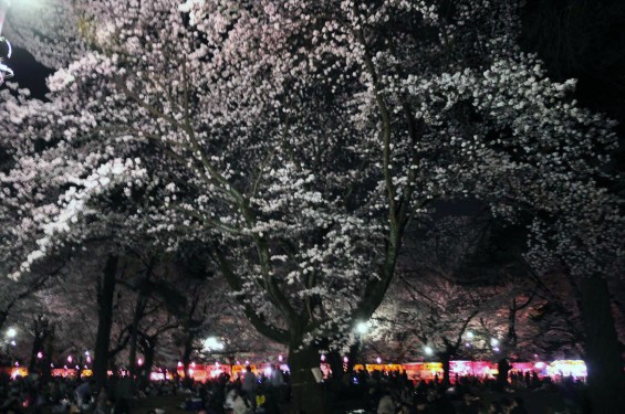 2015年3月31日　大宮公園の夜桜の花見DSC_0093