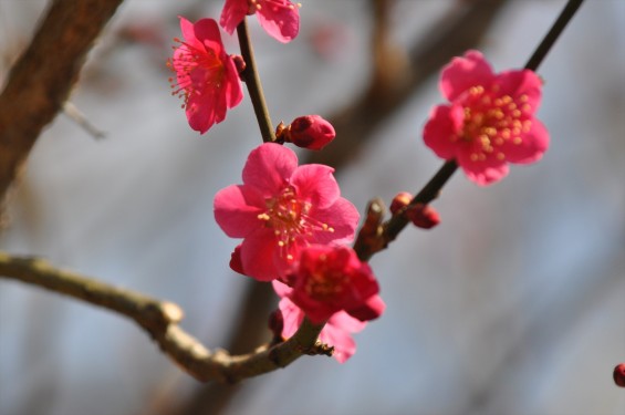 2015年3月5日 東京都町田市真光寺町 町田いずみ浄苑フォレストパークの梅DSC_0101