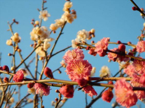 桃の節句に咲く梅DSCN6784 201503 越谷市梅林公園