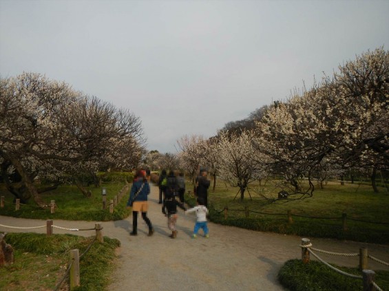 2015年3月14日梅満開の梅林　梅林公園（埼玉県越谷市）DSCN6809