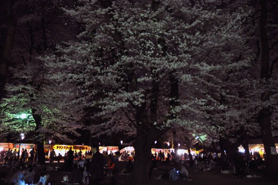 2015年3月31日　大宮公園の夜桜の花見DSC_0130