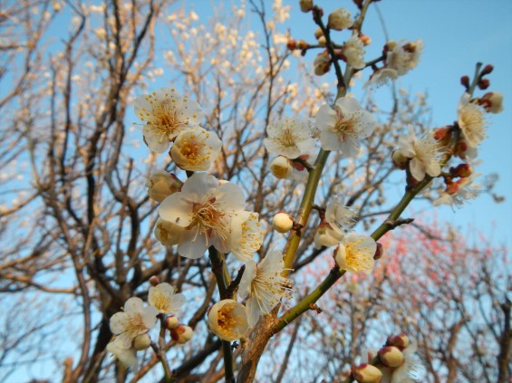 桃の節句に咲く梅DSCN6776 201503 越谷市梅林公園