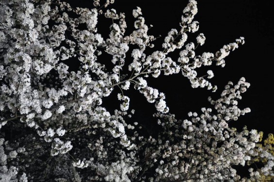 2015年3月31日　大宮公園の夜桜の花見DSC_0041
