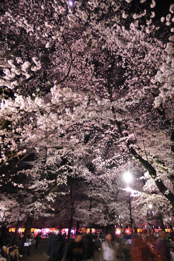 2015年3月31日　大宮公園の夜桜の花見DSC_0151