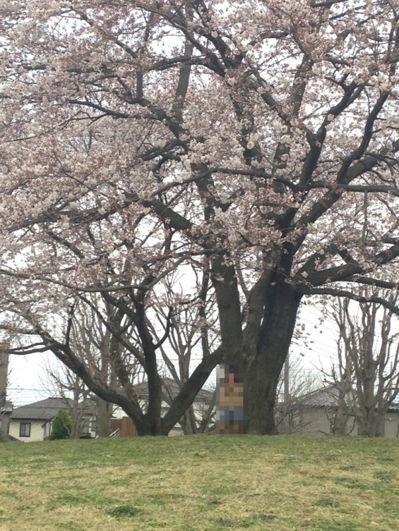 桜（桶川市坂田の公園）④