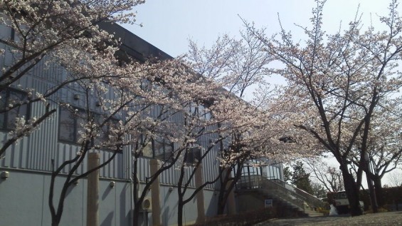 2015年3月30日 埼玉県上尾市の上尾霊園の桜が満開 2015033009440000.jpg