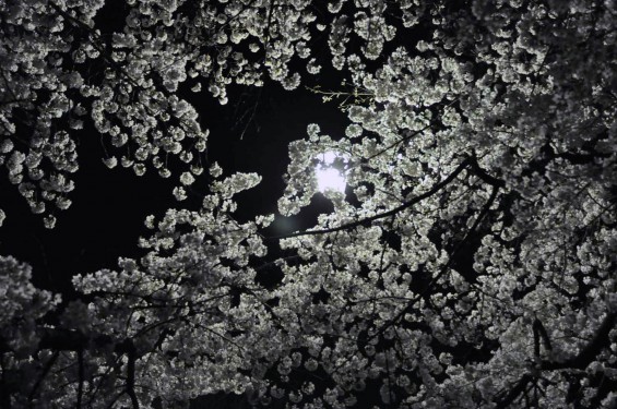 2015年3月31日　大宮公園の夜桜の花見DSC_0061