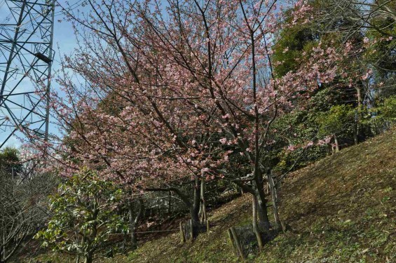 2015年3月5日 東京都町田市真光寺町 町田いずみ浄苑フォレストパークの河津桜DSC_0094