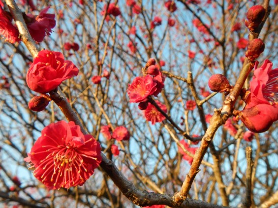 桃の節句に咲く梅DSCN6779 201503 越谷市梅林公園