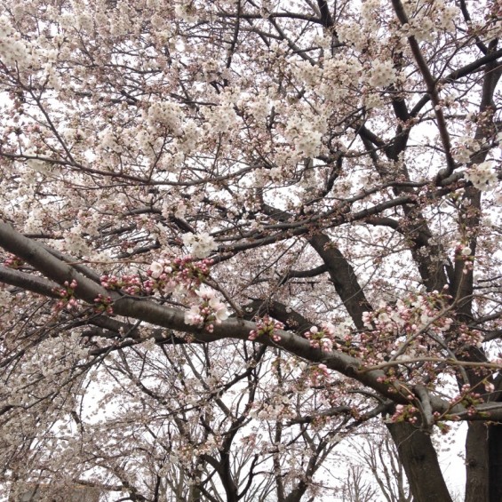 桜（桶川市坂田の公園）③