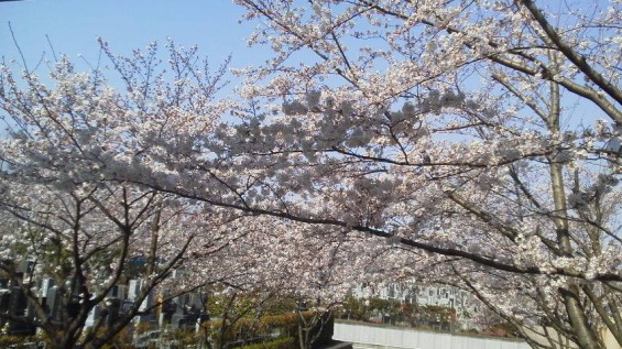 2015年3月30日 埼玉県上尾市の上尾霊園の桜が満開 2015033009340001.jpg