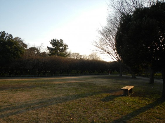 桃の節句に咲く梅DSCN6767 201503 越谷市梅林公園