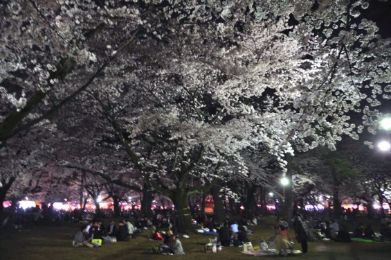 2015年3月31日　大宮公園の夜桜の花見DSC_0146