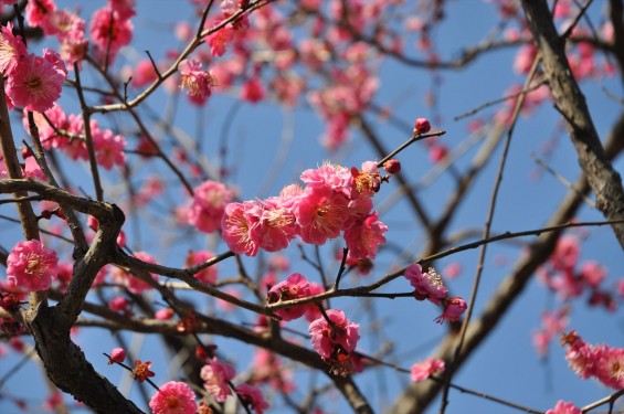2015年3月5日 埼玉県東松山市　森林公園昭和浄苑の梅DSC_0006