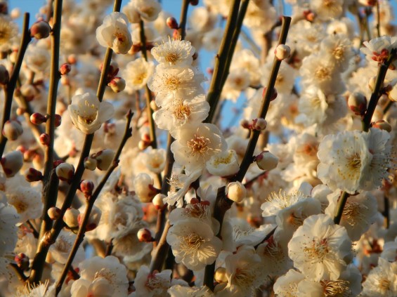 桃の節句に咲く梅DSCN6788 201503 越谷市梅林公園