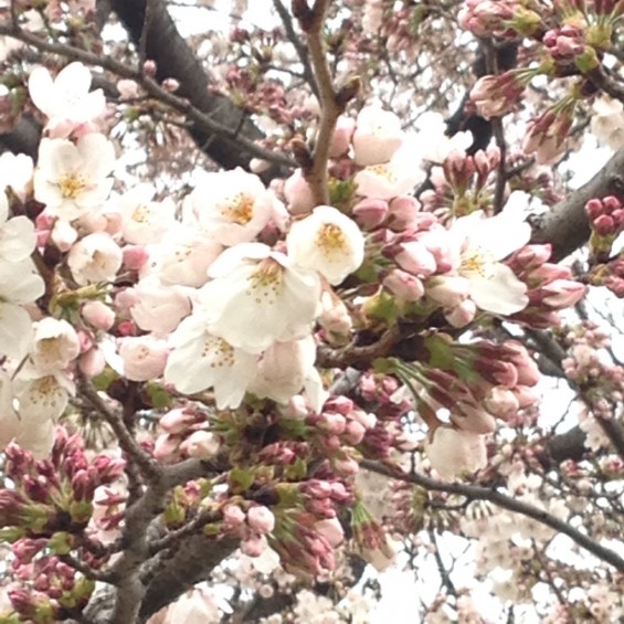 桜（桶川市坂田の公園）②