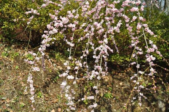 2015年3月5日 東京都町田市真光寺町 町田いずみ浄苑フォレストパークの枝垂れ桜DSC_0106