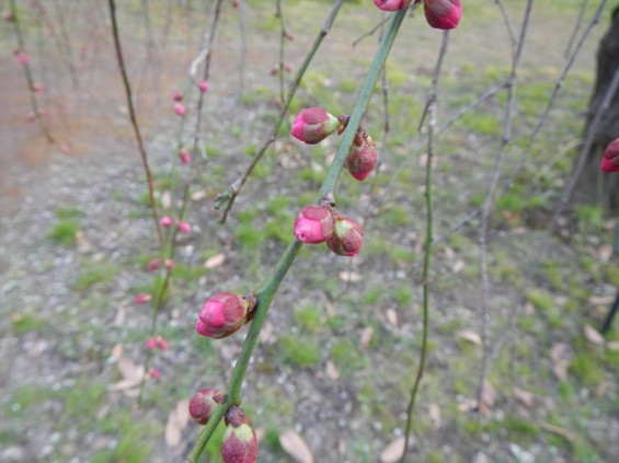 桃の節句に咲く梅DSCN6769 201503 越谷市梅林公園