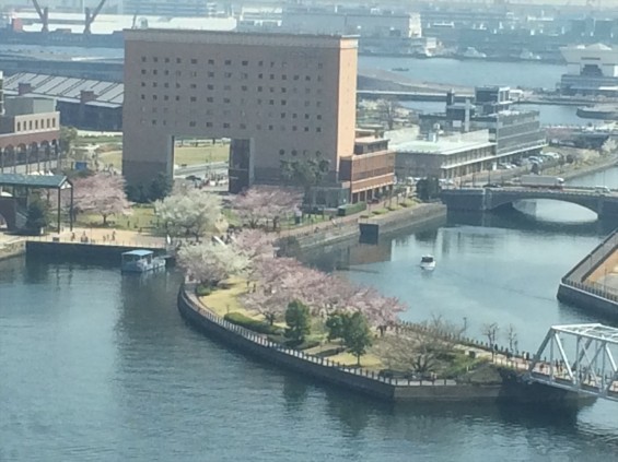 2015年3月 大塚横浜支社（ランドマークタワー）周辺の桜 から見える桜の木 桜木町IMG_1173