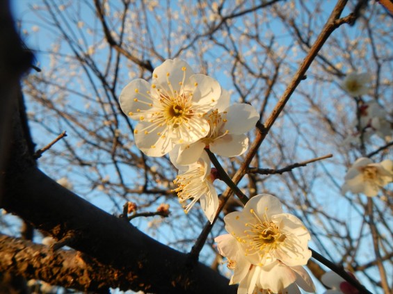 桃の節句に咲く梅DSCN6766 201503 越谷市梅林公園