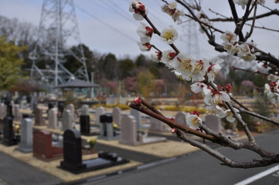 2015年3月5日 東京都町田市真光寺町 町田いずみ浄苑フォレストパークの梅と墓域DSC_0081