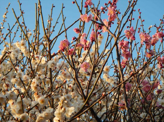 桃の節句に咲く梅DSCN6786 201503 越谷市梅林公園