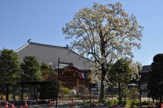 20150325 埼玉県上尾市 遍照院 モクレンの花 木蓮の花DSC_0027-