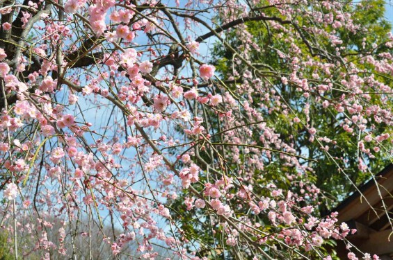 2015年3月5日 東京都町田市真光寺町 町田いずみ浄苑フォレストパークの枝垂れ桜DSC_0105