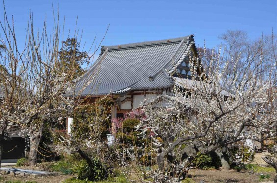 20150312 埼玉県久喜市 香最寺の梅が間もなく満開DSC_0022