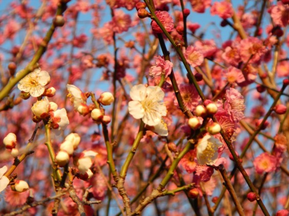 桃の節句に咲く梅DSCN6783 201503 越谷市梅林公園