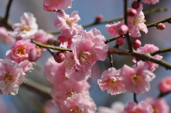 2015年3月5日 東京都町田市真光寺町 町田いずみ浄苑フォレストパークの河津桜DSC_0103