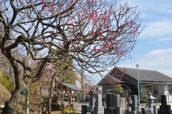 2015年3月5日 東京都町田市真光寺町 町田いずみ浄苑フォレストパークの梅DSC_0102