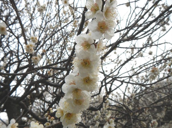 2015年3月14日梅満開の梅林　梅林公園（埼玉県越谷市）DSCN6799