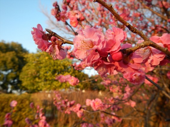 桃の節句に咲く梅DSCN6789 201503 越谷市梅林公園