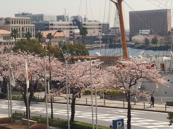 2015年3月 大塚横浜支社（ランドマークタワー）周辺の桜 から見える桜の木 桜木町IMG_1157