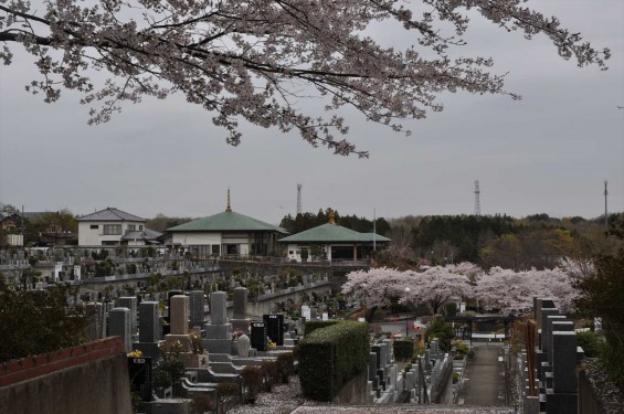 2015年4月4日　埼玉県東松山市の民間霊園　森林公園昭和浄苑の満開の桜DSC_0169