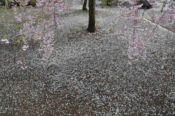 2015年4月11日 上尾市仏教会顧問会総会 相頓寺にて 境内の様子 枝垂れ桜散った花びら じゅうたんDSC_0034