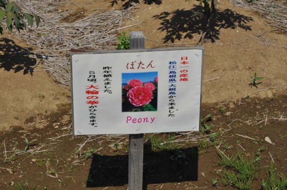 2015年4月 埼玉県鴻巣市花のオアシスのチューリップと風車小屋DSC_0082