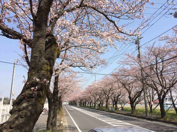 2015年3月30日　埼玉県久喜市　清久さくら通りの桜が満開IMG_2744