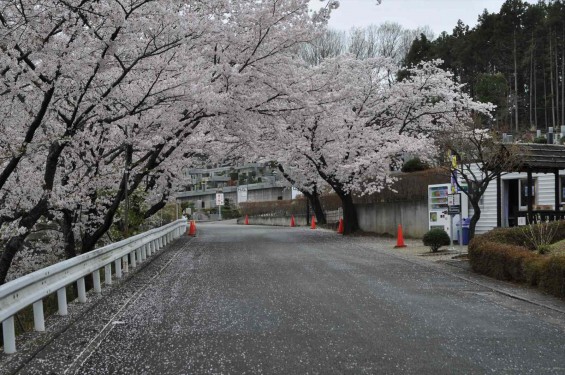 2015年4月4日　埼玉県東松山市の民間霊園　森林公園昭和浄苑の満開の桜DSC_0162