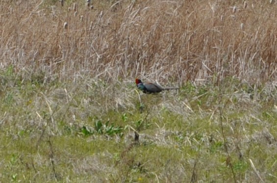 2015年4月 埼玉県桶川市 桶川霊園の周辺にキジ雉発見02