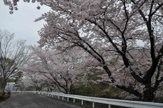 2015年4月4日　埼玉県東松山市の民間霊園　森林公園昭和浄苑の満開の桜DSC_0179