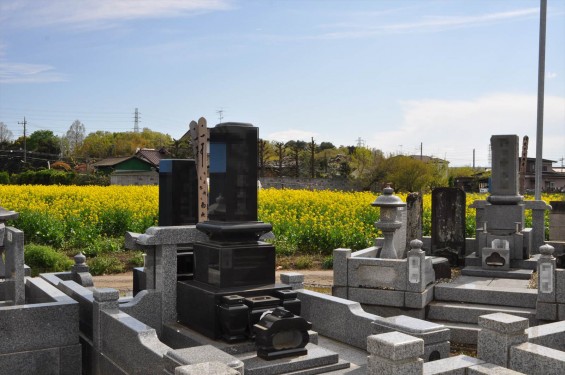 2015年4月 埼玉県伊奈町の西蔵院墓地と菜の花DSC_0209