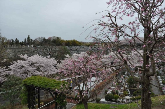 2015年4月4日　埼玉県東松山市の民間霊園　森林公園昭和浄苑の満開の桜DSC_0159