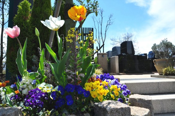 2015年4月 西上尾メモリアルガーデンのチューリップと花壇DSC_0009