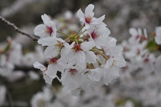 2015年4月4日　埼玉県東松山市の民間霊園　森林公園昭和浄苑の満開の桜DSC_0163