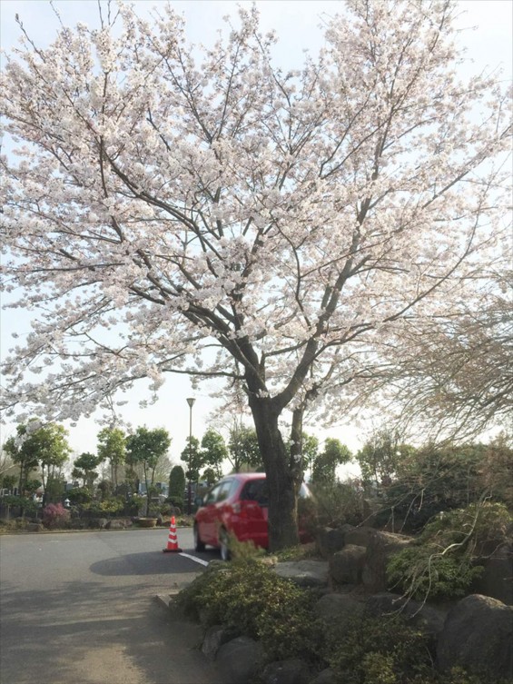 2015年4月　埼玉県上尾市　新埼玉霊園のご紹介画像2　桜満開
