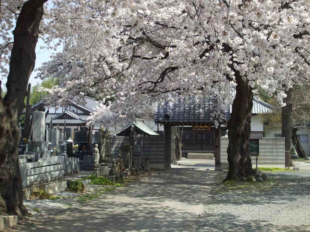 2015年4月　埼玉県伊奈町西光寺さまの桜満開DSCF6241