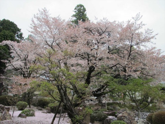 2015年4月 バスツアーで春の甲州路に行きましたIMG_9204