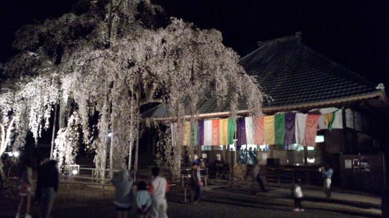 2015年3月31日　埼玉県坂戸市　慈眼寺のしだれ桜DSC_0505